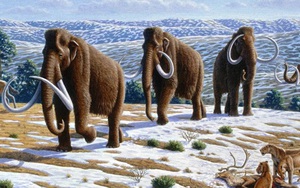 Xương voi ma mút thời kỷ Băng hà quý hiếm được tìm thấy ở Florida