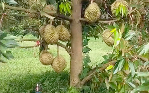 Cây sầu riêng thấp lè tè nhưng ra quả như 'con đàn cháu đống', dân mạng Việt ùa vào đòi… bứng nguyên gốc về nhà trồng!