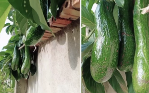 Anh hàng xóm 'số hưởng' nhất Việt Nam: Không trồng bơ nhưng vẫn có ăn, quả nào quả nấy cũng khổng lồ và mọc trĩu cả cành