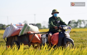 Ảnh: Tình nguyện viên đội nắng thu hoạch lúa cho người dân nơi tâm dịch Thuận Thành, Bắc Ninh