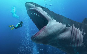 Cá mập khổng lồ Megalodon dĩ nhiên có thật, thậm chí có thể còn lớn hơn chúng ta nghĩ