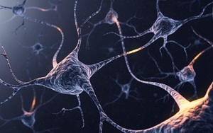 Não bộ của bạn có bao nhiêu neuron thần kinh? Và chúng đang làm gì trong đó?