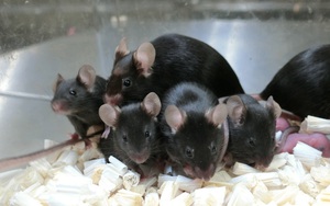 Sau gần sáu năm trên trạm vũ trụ, tinh trùng chuột đông lạnh tạo ra những chú chuột con khỏe mạnh