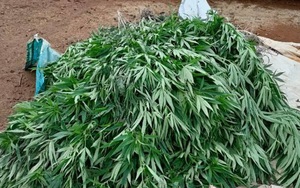 Mua hạt 'cây dược liệu' về trồng, nảy ra hơn 200 cây cần sa