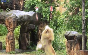 Sư tử “tiên tri” ở vườn thú Thái Lan dự đoán đúng 4 trận đấu Euro 2020