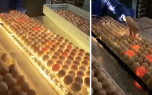 Đây là cách người ta phát hiện trứng hỏng giữa hàng nghìn quả trong nhà máy, xem xong ước gì nhà cũng có một cái máy này!