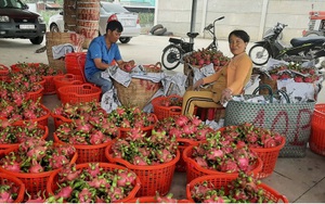 Trái thanh long rớt giá thê thảm