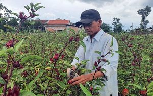Trồng loài cây chỉ lấy hoa đỏ, mỗi năm người dân ở Thừa Thiên Huế thu cả trăm triệu đồng