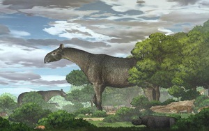 Phát hiện hóa thạch của tê giác siêu khổng lồ, lớn hơn cả voi ma mút ở Trung Quốc