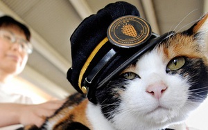 Chỉ nhờ một cô mèo hoang, công ty Nhật Bản lãi to 280 tỷ, thoát khỏi cảnh phá sản trong gang tấc