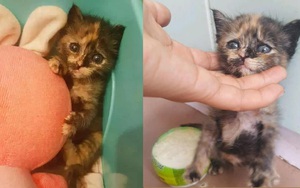 Nữ sinh nhặt chú mèo lem nhem, ốm yếu về nuôi, chủ tiệm thú nuôi kinh ngạc: Cô quá may mắn đấy!