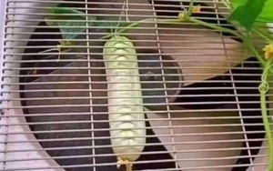 Quả dưa chuột vừa sinh ra đã nằm ở vị trí quá hiểm hóc, tưởng an toàn nhưng hoá ra lại là nơi nguy hiểm nhất