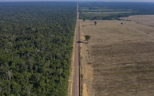 Kỷ lục 1.180 km² rừng Amazon tại Brazil bị phá hủy trong tháng 5