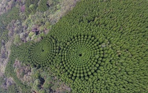 Những vòng tròn cây kỳ lạ ở Nhật có phải sản phẩm của người ngoài hành tinh?