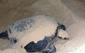 Rùa quý hiếm bò lên bãi biển Bình Định đẻ trứng