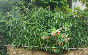 Một hộ dân trồng cả trăm cây cần sa trong vườn nhà