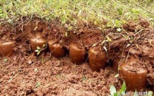Hàng trăm bình gốm cổ được tìm thấy trên ruộng: Chuyên gia tìm đến, mặt mũi liền biến sắc và nói một câu khiến tất cả dân làng khóc trong sợ hãi