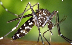 5 mẹo đuổi muỗi sạch bách khỏi nhà, không lo độc hại