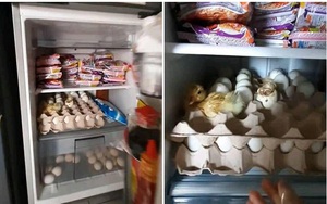 Mua trứng về nhà dự trữ trong mùa dịch, lúc mở tủ lạnh ra kiểm tra thì thanh niên mới tá hoả vì cảnh tượng kinh hoàng trước mặt