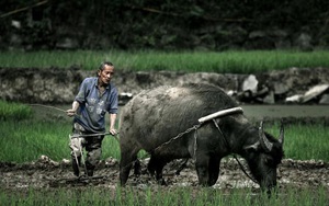 Lão nông cày trúng “nồi đất” hình thù kỳ lạ, chuyên gia nói 1 câu khiến ông lão "ngất vì sung sướng"!