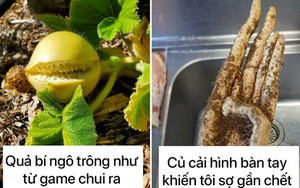 Tuyển tập 15 rau củ quả có ngoại hình phát khiếp, mang về không dám nấu ăn vì sợ chúng nó... đánh cho