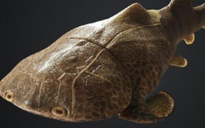 TQ phát hiện dấu tích loài cá da cứng như áo giáp, có "họ hàng" ở VN