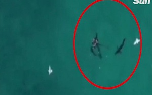 Úc: Ngồi ban công cho flycam lượn trên biển, phát hiện cảnh hãi hùng