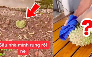 Trồng cây sầu riêng 5 năm mới cho ra quả, cô gái hí hửng mang vào nhà xẻ ra ăn và cái kết đầy kinh ngạc