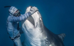 Chùm ảnh: Rùng mình cảnh thợ lặn chơi đùa, âu yếm cá mập hổ khổng lồ
