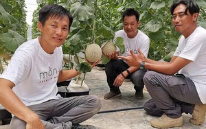 Thấy quá đắt khi phải chi 200 USD cho quả dưa lưới giống Nhật, 3 người nông dân Malaysia mày mò cách trồng và đã thành công: Dưa được thư giãn bằng nhạc cổ điển, mát-xa mỗi ngày