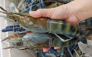 Hải sản tôm càng xanh, cá thát lát... miền Tây rớt giá mạnh