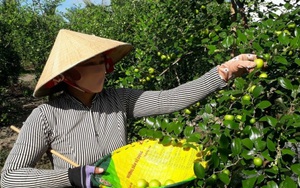 Nông dân Sóc Trăng trồng táo hồng, thu từ 200 – 225 triệu đồng/ha