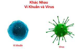 Vi khuẩn và virus loại nào nguy hiểm hơn?