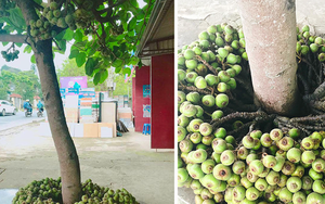 “Cây thần” ra chi chít quả ở dưới gốc, nhìn như quả sung nhưng không phải: Dân mạng tò mò không biết là giống gì?