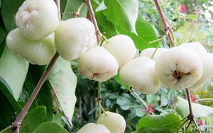 Một loại quả Việt Nam từng có nhiều nhưng ít ai coi trọng, sang Thái Lan và Trung Quốc thành “của ngon vật lạ”