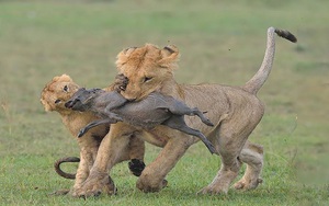 Clip: Bầy sư tử hành hạ lợn bướu con cực kỳ dã man