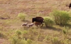 Clip: Bò rừng bison chiến đấu với chó sói bảo vệ con