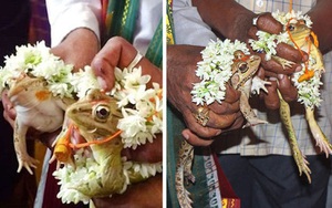 Cả làng góp tiền tổ chức đám cưới cho cặp đôi ếch để cầu mưa, hai tháng sau phải ly dị gấp vì lũ cuốn trôi 9.000 ngôi nhà