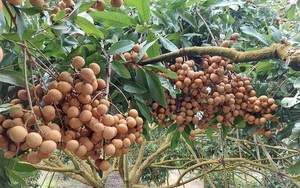 Nhãn lồng Hưng Yên bay sang Singapore giá 220 nghìn đồng/kg không đủ bán