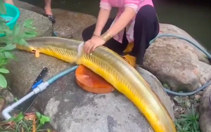Dân mạng hốt hoảng khi thấy người phụ nữ làm thịt “Cá Thần”, là loài hiếm được định giá lên tới vài tỷ?