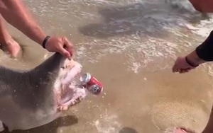 Video: Nhóm thanh niên nắm đầu cá mập hổ, dùng để "khui" bia tiêu khiển