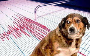 Liệu động vật có thể dự đoán được động đất?