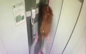 Video: Chủ sơ ý khiến chó bị "treo cổ" trong thang máy
