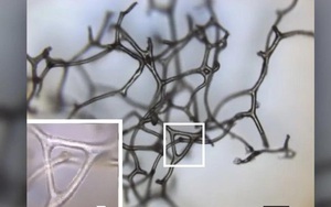 Có thể đã tìm ra động vật lâu đời nhất trên Trái đất