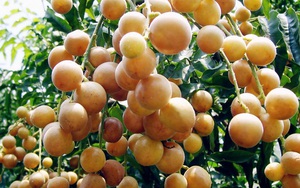Nếu bạn bị ho, cảm mạo nhớ đến vị thuốc quất hồng bì
