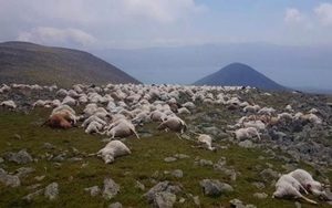 Đàn cừu hơn 500 con chết đồng loạt vì sét đánh