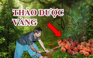 Người đi rừng phát hiện quả lạ màu đỏ, 'thần dược vàng' có giá hơn nửa triệu mỗi ký