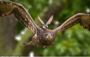 Khoảnh khắc cực ấn tượng con chim nhỏ ngang nhiên cưỡi trên đầu đại bàng
