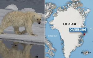 Gấu Bắc Cực tấn công đoàn quay phim tài liệu ở Greenland