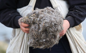 Tìm hiểu về loài vịt biển sở hữu bộ lông đắt nhất trên thế giới, hàng ngàn đô la mỗi kg